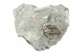 1" Partially Enrolled Flexicalymene Trilobite - Ohio - #201136-1
